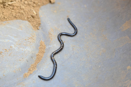 Indotyphlops braminus snake. Its common name brahminy blind snakeÂ and blind worm snake. It is a non venomousÂ blind snakeÂ species, found mostly in Africa and Asia.の写真素材