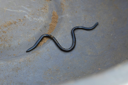Indotyphlops braminus snake. Its common name brahminy blind snakeÂ and blind worm snake. It is a...