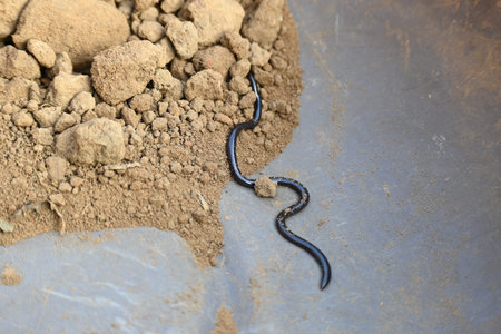 Indotyphlops braminus snake. Its common name brahminy blind snakeÂ and blind worm snake. It is a...