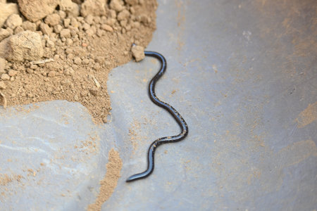 Indotyphlops braminus snake. Its common name brahminy blind snakeÂ and blind worm snake. It is a...