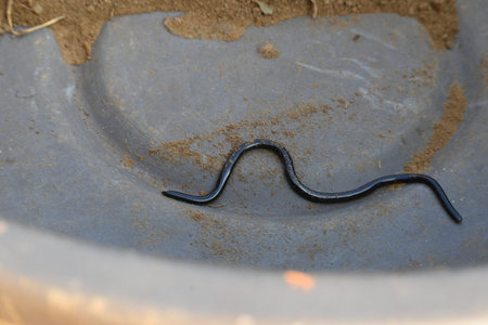 Indotyphlops braminus snake. Its common name brahminy blind snakeÂ and blind worm snake. It is a...