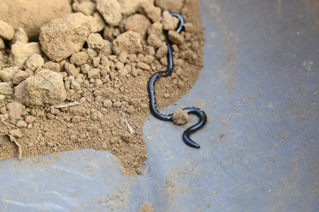 Indotyphlops braminus snake. Its common name brahminy blind snakeÂ and blind worm snake. It is a...