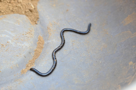 Indotyphlops braminus snake. Its common name brahminy blind snakeÂ and blind worm snake. It is a non venomousÂ blind snakeÂ species, found mostly in Africa and Asia.の写真素材