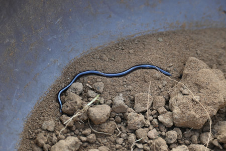 Indotyphlops braminus snake. Its common name brahminy blind snakeÂ and blind worm snake. It is a non venomousÂ blind snakeÂ species, found mostly in Africa and Asia.の写真素材