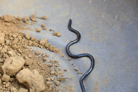 Indotyphlops braminus snake. Its common name brahminy blind snakeÂ and blind worm snake. It is a...