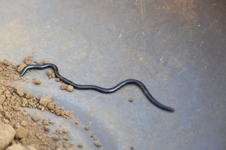 Indotyphlops braminus snake. Its common name brahminy blind snakeÂ and blind worm snake. It is a non venomousÂ blind snakeÂ species, found mostly in Africa and Asia..の写真素材