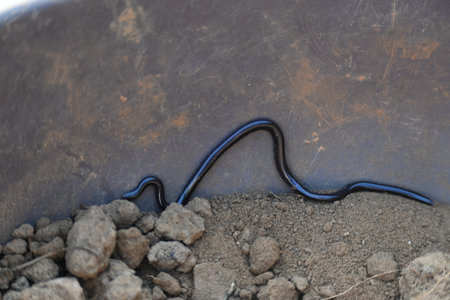 Indotyphlops braminus snake. Its common name brahminy blind snakeÂ and blind worm snake. It is a non venomousÂ blind snakeÂ species, found mostly in Africa and Asia.の写真素材