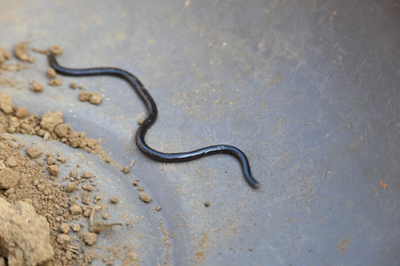 Indotyphlops braminus snake. Its common name brahminy blind snakeÂ and blind worm snake. It is a non venomousÂ blind snakeÂ species, found mostly in Africa and Asia.の写真素材