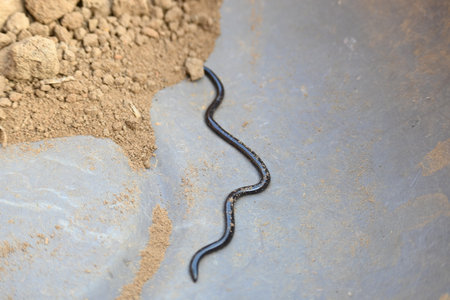 Indotyphlops braminus snake. Its common name brahminy blind snakeÂ and blind worm snake. It is a non venomousÂ blind snakeÂ species, found mostly in Africa and Asia.の写真素材