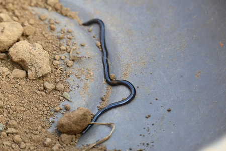 Indotyphlops braminus snake. Its common name brahminy blind snakeÂ and blind worm snake. It is a non venomousÂ blind snakeÂ species, found mostly in Africa and Asia.の写真素材