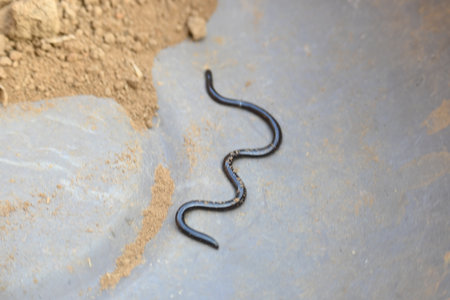 Indotyphlops braminus snake. Its common name brahminy blind snakeÂ and blind worm snake. It is a non venomousÂ blind snakeÂ species, found mostly in Africa and Asia.の写真素材