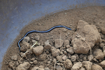 Indotyphlops braminus snake. Its common name brahminy blind snakeÂ and blind worm snake. It is a non venomousÂ blind snakeÂ species, found mostly in Africa and Asia.の写真素材