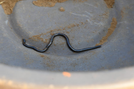 Indotyphlops braminus snake. Its common name brahminy blind snakeÂ and blind worm snake. It is a...
