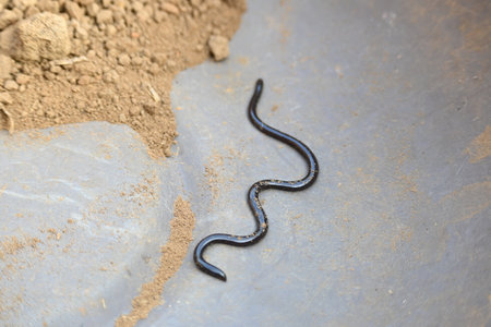 Indotyphlops braminus snake. Its common name brahminy blind snakeÂ and blind worm snake. It is a non venomousÂ blind snakeÂ species, found mostly in Africa and Asia.の写真素材