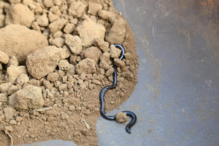 Indotyphlops braminus snake. Its common name brahminy blind snakeÂ and blind worm snake. It is a non venomousÂ blind snakeÂ species, found mostly in Africa and Asia.の写真素材