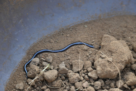 Indotyphlops braminus snake. Its common name brahminy blind snakeÂ and blind worm snake. It is a...