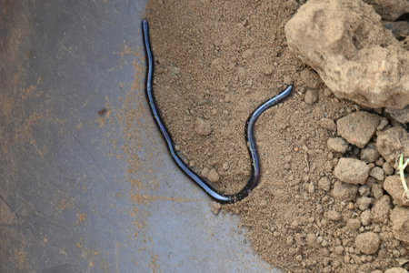 Indotyphlops braminus snake. Its common name brahminy blind snakeÂ and blind worm snake. It is a non venomousÂ blind snakeÂ species, found mostly in Africa and Asia.の写真素材