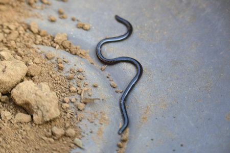 Indotyphlops braminus snake. Its common name brahminy blind snakeÂ and blind worm snake. It is a non venomousÂ blind snakeÂ species, found mostly in Africa and Asia.の写真素材