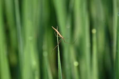 Tibellus oblongus spider. Its common nameÂ oblong running spider andÂ slender crab spider. Its...