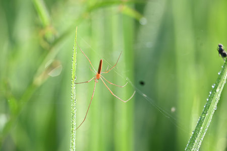Tibellus oblongus spider. Its common nameÂ oblong running spider andÂ slender crab spider. Its...