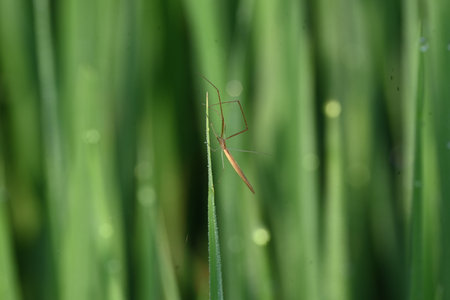 Tibellus oblongus spider. Its common nameÂ oblong running spider andÂ slender crab spider. Its spider with aÂ Holarctic distribution. It hunts small insects, which it kills with venomの写真素材