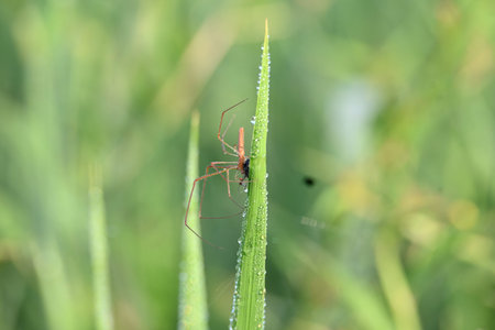 Tibellus oblongus spider. Its common nameÂ oblong running spider andÂ slender crab spider. Its...