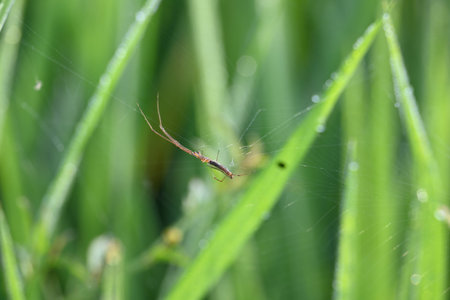 Tibellus oblongus spider. Its common nameÂ oblong running spider andÂ slender crab spider. Its...