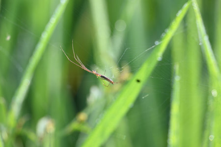 Tibellus oblongus spider. Its common nameÂ oblong running spider andÂ slender crab spider. Its...