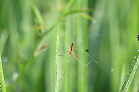 Tibellus oblongus spider. Its common nameÂ oblong running spider andÂ slender crab spider. Its spider with aÂ Holarctic distribution. It hunts small insects, which it kills with venomの写真素材