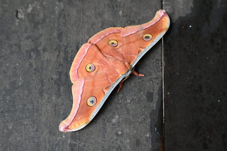 Antheraea yamamai moth. Its Common names Â Japanese silk mothsÂ and Japanese oak silk moth....