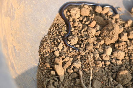Indotyphlops braminus snake. Its common name brahminy blind snakeÂ and blind worm snake. It is a...