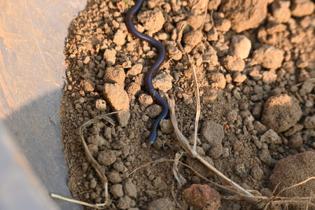 Indotyphlops braminus snake. Its common name brahminy blind snakeÂ and blind worm snake. It is a...