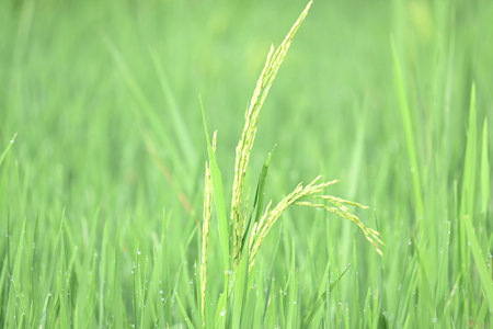 Ears of rice with green blurred background. Golden ear of paddy rice. Closeup the bunch ripe golden green paddy grain growing with plant. Rice field in India. Rice or paddy farmingの写真素材