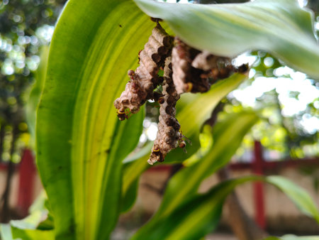 Paper wasps in their nest. Paper wasps construct their nests from a material made by combining their...