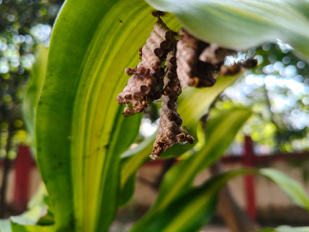 Paper wasps in nest. Paper wasps construct their nests from a material made by combining their...