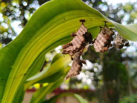 Paper wasps in their nest. Paper wasps construct their nests from a material made by combining their...