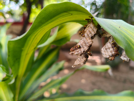 Paper wasps in their nest. Paper wasps construct their nests from a material made by combining their saliva with wood fibers.の写真素材