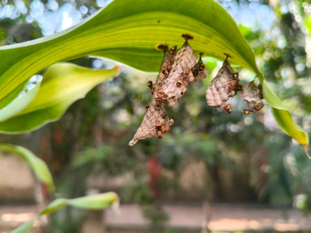 Paper wasps in their nest. Paper wasps construct their nests from a material made by combining their saliva with wood fibers.の写真素材