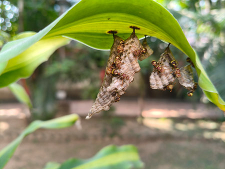 Paper wasps in his nest. Paper wasps construct their nests from a material made by combining their saliva with wood fibers.の写真素材
