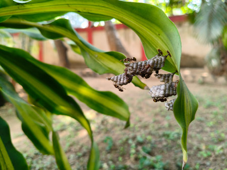 Paper wasps in their nest. Paper wasps construct their nests from a material made by combining their saliva with wood fibers.の写真素材