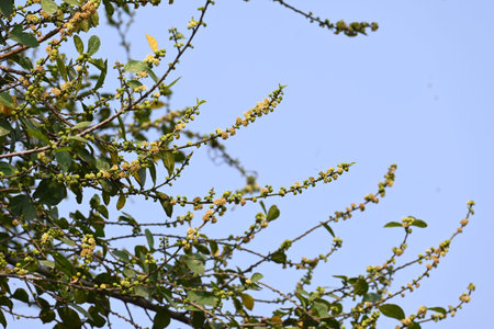 Streblus asper tree flowers. ItÂ is a species ofÂ flowering plantÂ in the familyÂ Moraceae. This tree common namesÂ Siamese rough bush,Â khoi tree,Â serut tree, andÂ toothbrush tree.の写真素材
