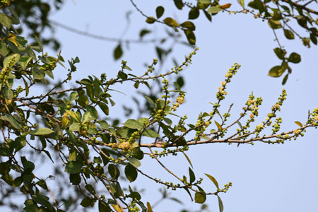 Streblus asper tree flowers. ItÂ is a species ofÂ flowering plantÂ in the familyÂ Moraceae....