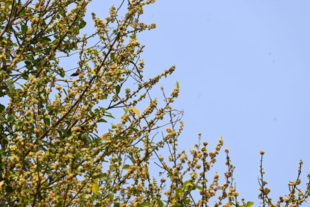 Streblus asper tree flowers. ItÂ is a species ofÂ flowering plantÂ in the familyÂ Moraceae....