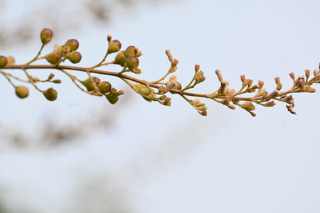 Vitex negundo fruits.  Its other name Chinese chaste tree,Â five leaved chaste ,Â horseshoe...