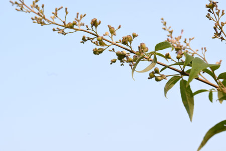 Vitex negundo fruits.  Its other name Chinese chaste tree,Â five leaved chaste ,Â horseshoe...