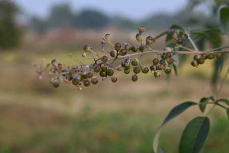 Vitex negundo fruits.  Its other name Chinese chaste tree,Â five leaved chaste ,Â horseshoe...
