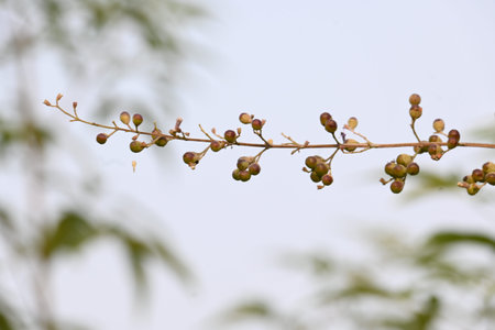 Vitex negundo fruits.  Its other name Chinese chaste tree,Â five leaved chaste ,Â horseshoe...