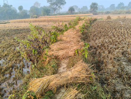 Rice stalk tied up bundle in the field.  Fresh rice stems on farmland after harvest. After...