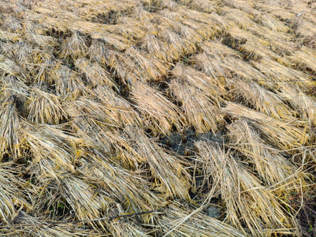 Rice stalks in the field. Fresh rice stalks in the field after harvesting. After harvesting, the...