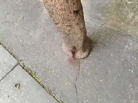 Syzygium cumini tree affected by slime flux disease. Also known as bacterial slime and bacterial...